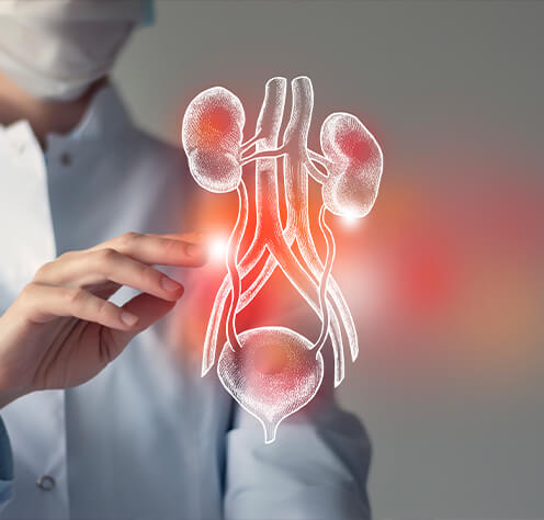 diagram of a kidney